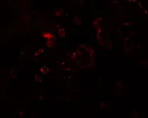 Anti-VAMP7 antibody used in IHC (Paraffin sections) (IHC-P). GTX17175