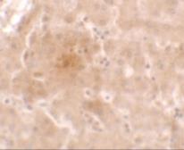 Anti-Apolipoprotein E antibody used in IHC (Paraffin sections) (IHC-P). GTX17206