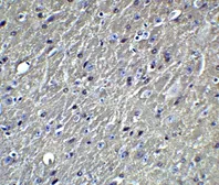 Anti-Apolipoprotein E antibody used in IHC (Paraffin sections) (IHC-P). GTX17206