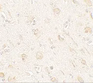 Anti-AMIGO1 antibody used in IHC (Paraffin sections) (IHC-P). GTX17210