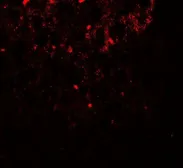 Anti-SHBG antibody used in IHC (Paraffin sections) (IHC-P). GTX17222