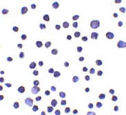 Anti-RNF121 antibody used in Immunocytochemistry/ Immunofluorescence (ICC/IF). GTX17248