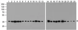 Anti-GAPDH antibody [12D3H9] used in Western Blot (WB). GTX17307