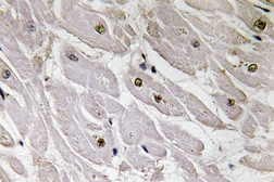 Anti-PAX1 antibody used in IHC (Paraffin sections) (IHC-P). GTX17389