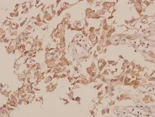 Anti-M-Cadherin antibody used in IHC (Paraffin sections) (IHC-P). GTX17434