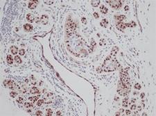 Anti-FGF2 antibody used in IHC (Paraffin sections) (IHC-P). GTX17476