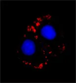 Anti-Myosin skeletal fast antibody [MY-32] used in Immunocytochemistry/ Immunofluorescence (ICC/IF). GTX17485