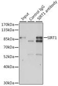 Anti-SIRT1 antibody used in Immunoprecipitation (IP). GTX17532