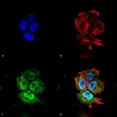 Anti-Synaptotagmin 7 antibody [S275-14] used in Immunocytochemistry/ Immunofluorescence (ICC/IF). GTX17546