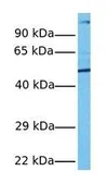 Anti-PXR antibody used in Western Blot (WB). GTX17595