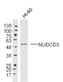 Anti-NUDCD3 antibody used in Western Blot (WB). GTX17608