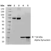 Human alpha Synuclein protein (monomer). GTX17666-pro