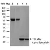 Human alpha Synuclein protein (active, monomer). GTX17668-pro