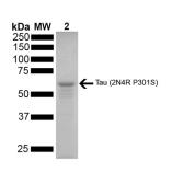Human Tau441 (2N4R) protein, mutant P301S (monomer). GTX17672-pro