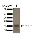Human Tau (K18) protein, mutant P301L (monomer). GTX17673-pro