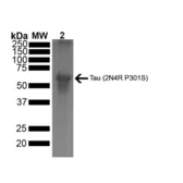 Human Tau441 (2N4R) protein, mutant P301S (Pre-formed Fibrils). GTX17674-pro