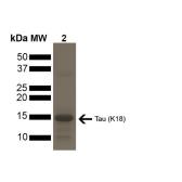 Human Tau (K18) protein, mutant P301L (Pre-formed Fibrils). GTX17675-pro