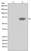 Anti-PLK1 (phospho Thr210) antibody [HAO-16] used in Western Blot (WB). GTX17683