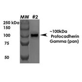 Anti-Protocadherin gamma (pan) antibody [S159-5] used in Western Blot (WB). GTX17690