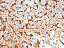 Anti-Albumin antibody [ALB/2144] used in IHC (Paraffin sections) (IHC-P). GTX17735
