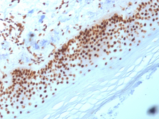 Anti-Nucleophosmin antibody [NA24] used in IHC (Paraffin sections) (IHC-P). GTX17759