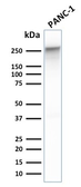 Anti-SPTBN2 antibody [SPTBN2/1778] used in Western Blot (WB). GTX17813