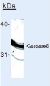 Anti-Caspase 6 antibody [3F52] used in Immunoprecipitation (IP). GTX17822
