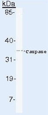 Anti-Caspase 6 antibody [3F52] used in Western Blot (WB). GTX17822