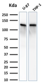 Anti-Vinculin antibody [VCL/2572] used in Western Blot (WB). GTX17827