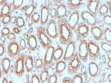 Anti-Calnexin antibody [CANX/1543] used in IHC (Paraffin sections) (IHC-P). GTX17859