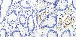 Anti-HSP27 (phospho Ser82) antibody used in IHC (Paraffin sections) (IHC-P). GTX17937