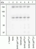 Anti-SHP2 (phospho Ser576) antibody used in Western Blot (WB). GTX17940