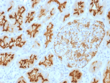 Anti-CD10 antibody [MME/1893] used in IHC (Paraffin sections) (IHC-P). GTX17974