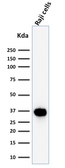 Anti-BOB1 antibody [BOB1/2425] used in Western Blot (WB). GTX17983
