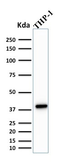 Anti-PU.1 antibody [PU1/2146] used in Western Blot (WB). GTX17997