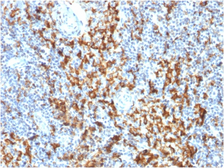 Anti-CD163 antibody [M130/1210] used in IHC (Paraffin sections) (IHC-P). GTX18027