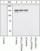 Anti-PAG3 (phospho Tyr724) antibody used in Western Blot (WB). GTX18031