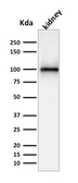 Anti-CD10 antibody [MME/1870] used in Western Blot (WB). GTX18040