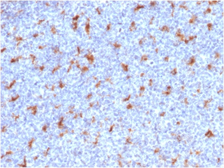 Anti-CD68 antibody [C68/2501] used in IHC (Paraffin sections) (IHC-P). GTX18046