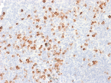 Mouse Anti-Human IgG antibody [rIG266]. GTX18067