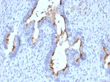 Anti-PODXL antibody [PODXL/2185] used in IHC (Paraffin sections) (IHC-P). GTX18082