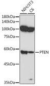Anti-PTEN antibody used in Western Blot (WB). GTX18153