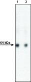 Anti-AcV5 tag antibody [ACV5] used in Western Blot (WB). GTX18155