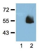 Anti-HA tag antibody [HA.C5] used in Western Blot (WB). GTX18181