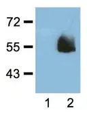 Anti-HA tag antibody [HA.C5] used in Western Blot (WB). GTX18181