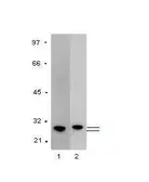 Anti-GST tag antibody [GST.B6] used in Western Blot (WB). GTX18183