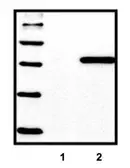 Anti-6X His tag antibody [HIS.H8] used in Western Blot (WB). GTX18184