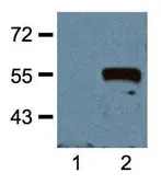 Anti-Myc tag antibody [Myc.A7] used in Western Blot (WB). GTX18185