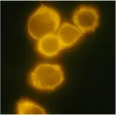 Anti-CD34 antibody [4H11(APG)] (PE) used in Immunocytochemistry/ Immunofluorescence (ICC/IF). GTX18228