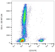 Anti-CD19 antibody [LT19] (PE) used in Flow cytometry (FACS). GTX18229